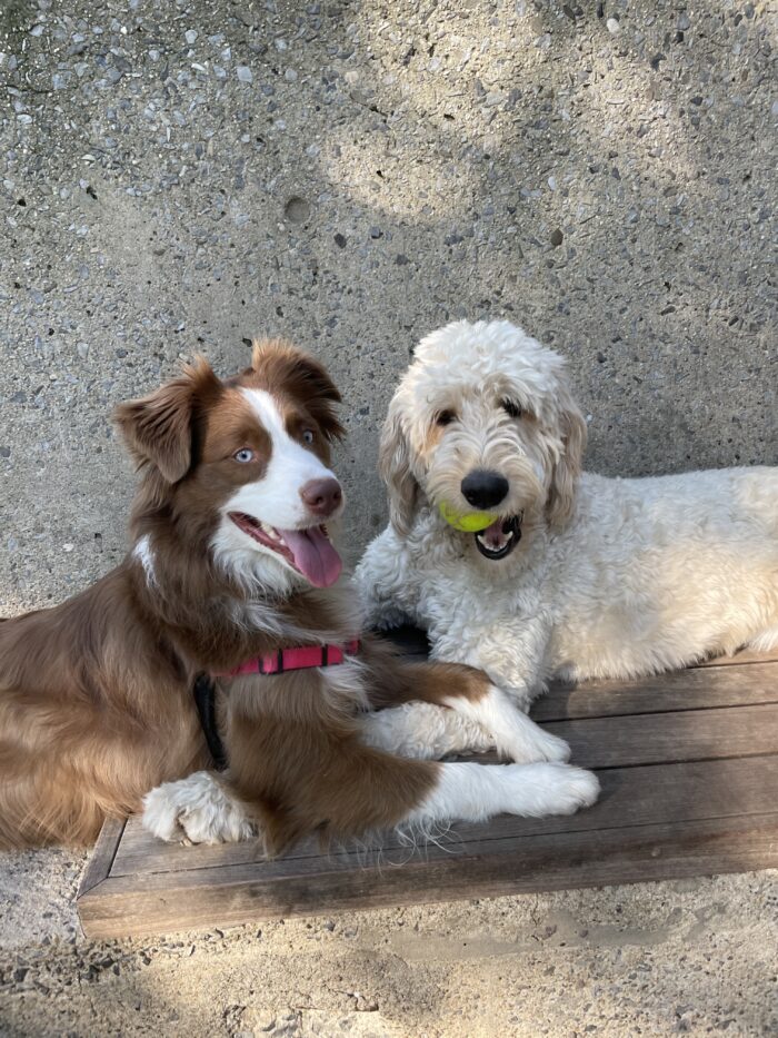 Two dog friends playing with a tennis ball